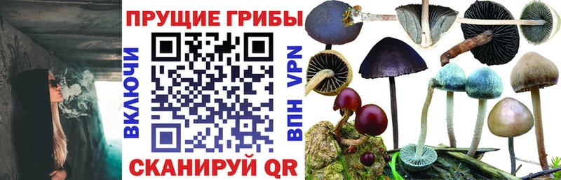 Купить где  Саратов  Псилоцибиновые грибы Psilocybine cubensis 